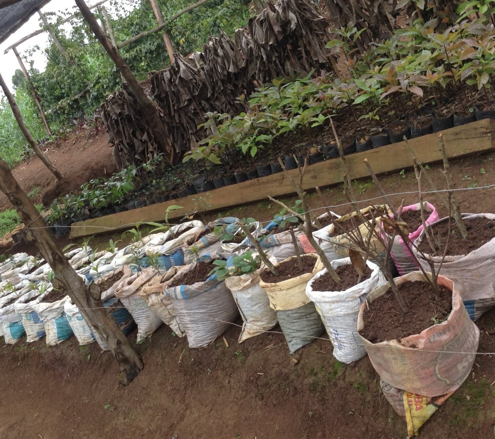 Community members participating in tree planting